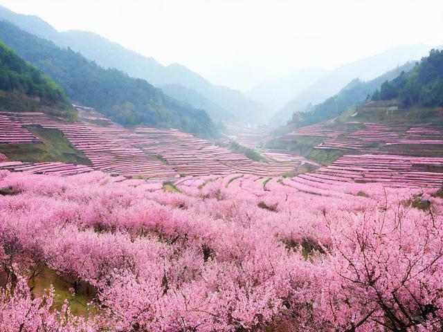 根据您的要求,直接生成的简洁、SEO友好的疑问标题为,,重庆南川桃花源,哪里看梦幻粉红花海?,理由,,核心关键词前置, 重庆南川桃花源 是核心地点和景点名称,利于搜索。,疑问句式吸引点击, 哪里看 直接点明用户搜索意图(寻找观赏地点)。,突出核心景观, 梦幻粉红花海 精准概括核心看点(粉红花海)和特色(梦幻感),包含高价值描述词。,简洁明了, 长度适中,信息完整无冗余,符合SEO标题要求。-图1 根据您的要求,直接生成的简洁、SEO友好的疑问标题为,,重庆南川桃花源,哪里看梦幻粉红花海?,理由,,核心关键词前置, 重庆南川桃花源 是核心地点和景点名称,利于搜索。,疑问句式吸引点击, 哪里看 直接点明用户搜索意图(寻找观赏地点)。,突出核心景观, 梦幻粉红花海 精准概括核心看点(粉红花海)和特色(梦幻感),包含高价值描述词。,简洁明了, 长度适中,信息完整无冗余,符合SEO标题要求。-图1