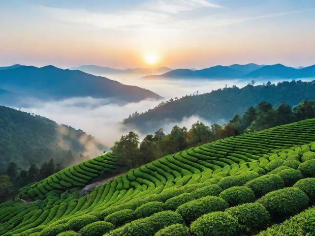 「如何在云山茶海7:30-9:00解锁清晨仪式感？」-图4