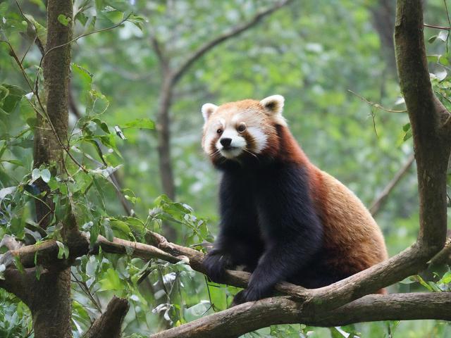 根据您提供的内容，生成的简洁且SEO友好的疑问标题是，，如何在上午开启自然与动物的探索之旅？，核心优化点，，疑问句式， 以如何开头，直接引发读者好奇和点击欲。，包含核心关键词， 完整包含上午、自然、动物、探索这些用户提供的关键词，利于SEO抓取。，行为动词开启， 比探索更具行动导向，暗示读者可以参与其中。，简洁明了， 长度适中，信息传达清晰无冗余。，吸引力， 探索之旅比奇妙世界更具参与感和过程感。-图3