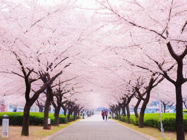 大连哪里能一日尽赏樱花?-图4 大连哪里能一日尽赏樱花?-图4
