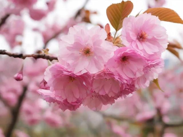 武汉一日游如何安排最佳樱花赏花路线？-图2