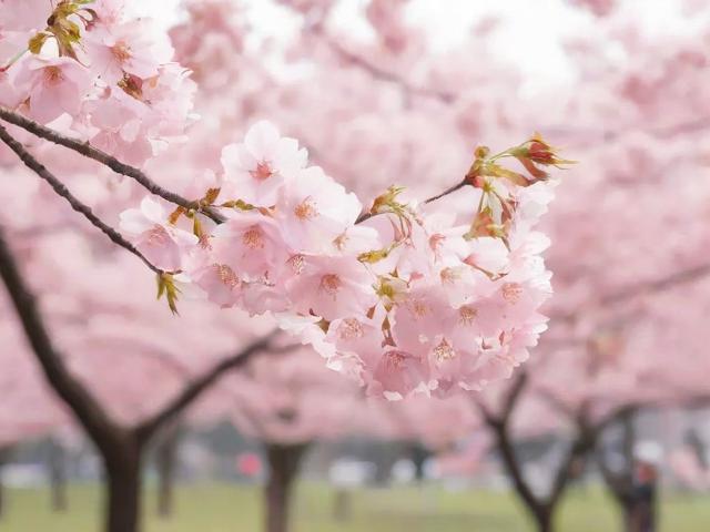 武汉一日游如何安排最佳樱花赏花路线？-图3