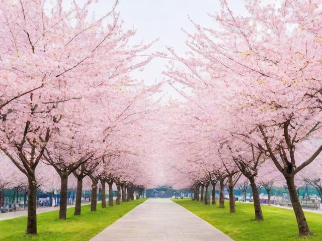 武汉一日游如何安排最佳樱花赏花路线？-图4